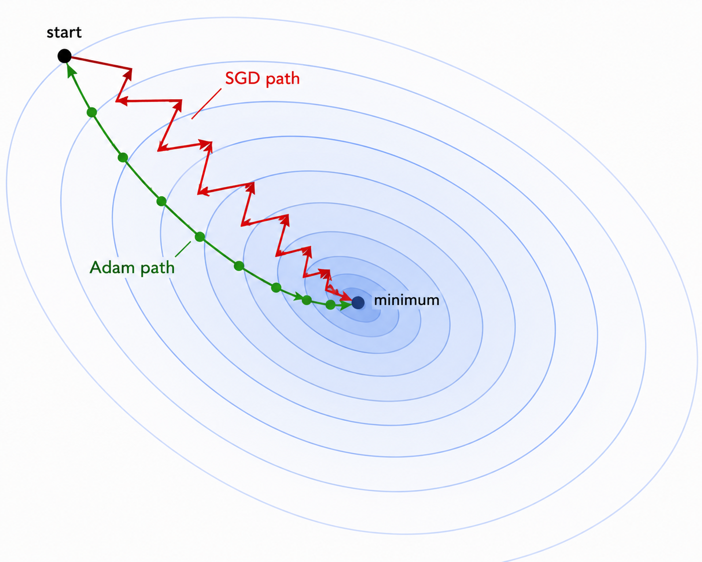 Top-down view of a loss landscape as a contour map. SGD's path zigzags. Adam's path curves smoothly toward the minimum.